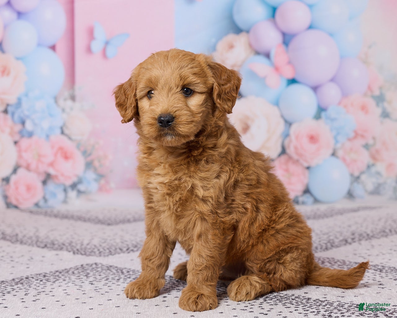 Mini Goldendoodle dogs Sophie - Ad 2