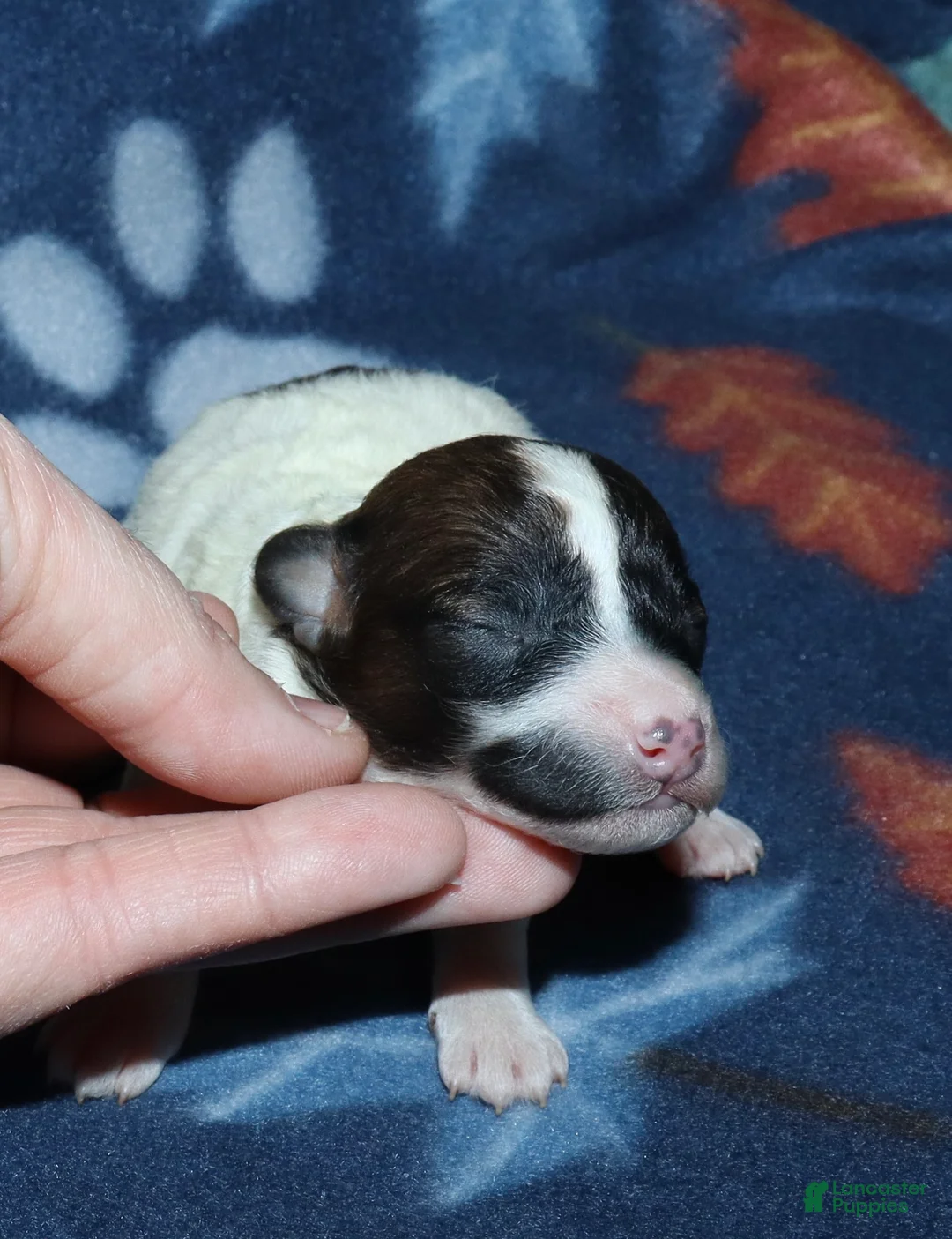 Miniature Poodle dogs for sale: Harlee’s Br&W male - Ad 2