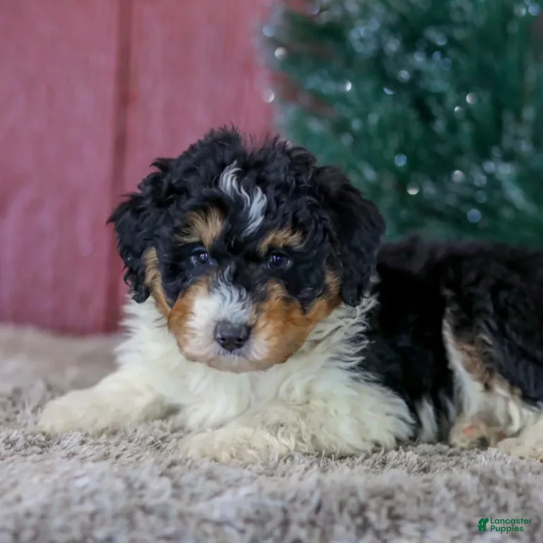 Mini Aussiedoodle dogs for sale: Sam - Ad 2