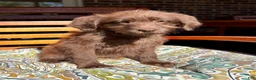 Labradoodle dogs for sale: Chloe - Ad 4