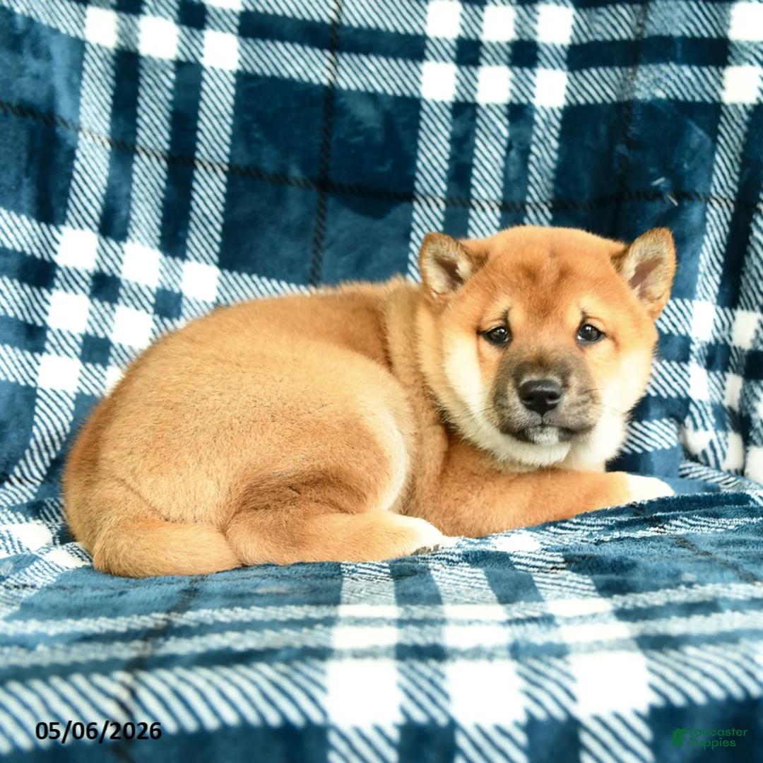 Shiba Inu dogs for sale: Spot - Ad 2