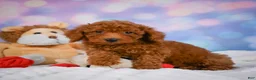 Cavapoo dogs for sale: Duke - Ad 2