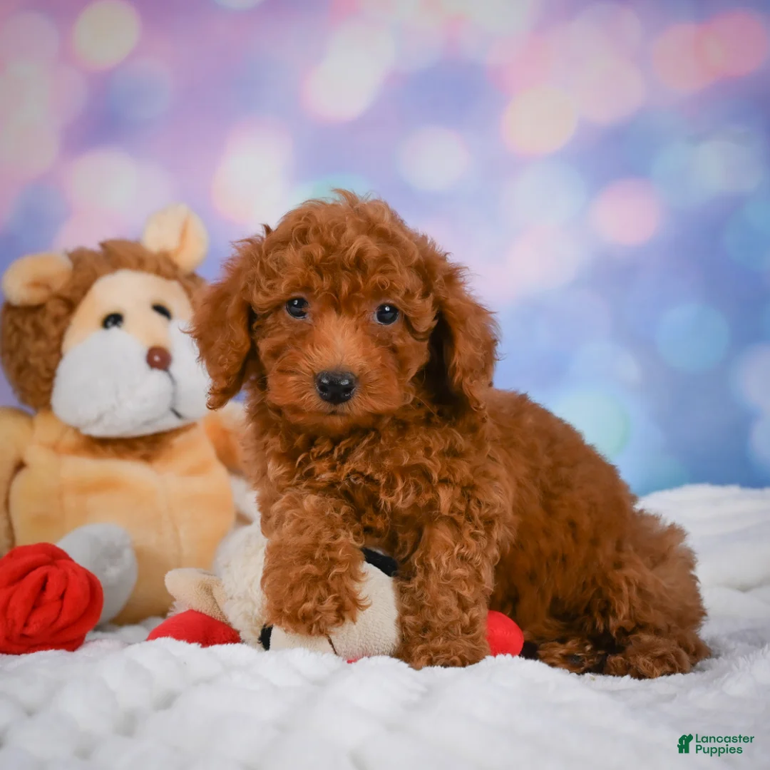 Cavapoo dogs for sale: Duke - Ad 2