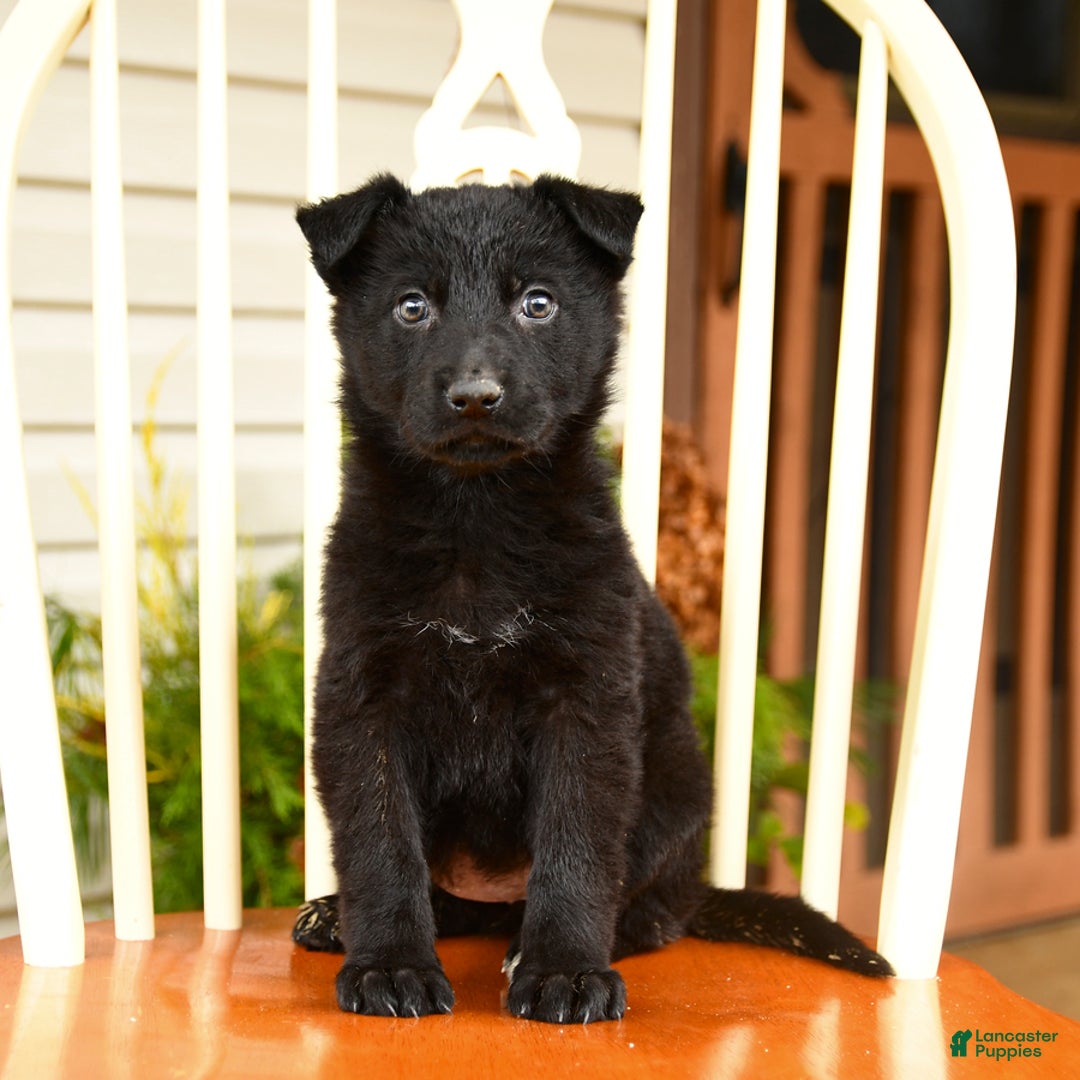 German Shepherd dogs for sale: Silver Belle - Ad 3