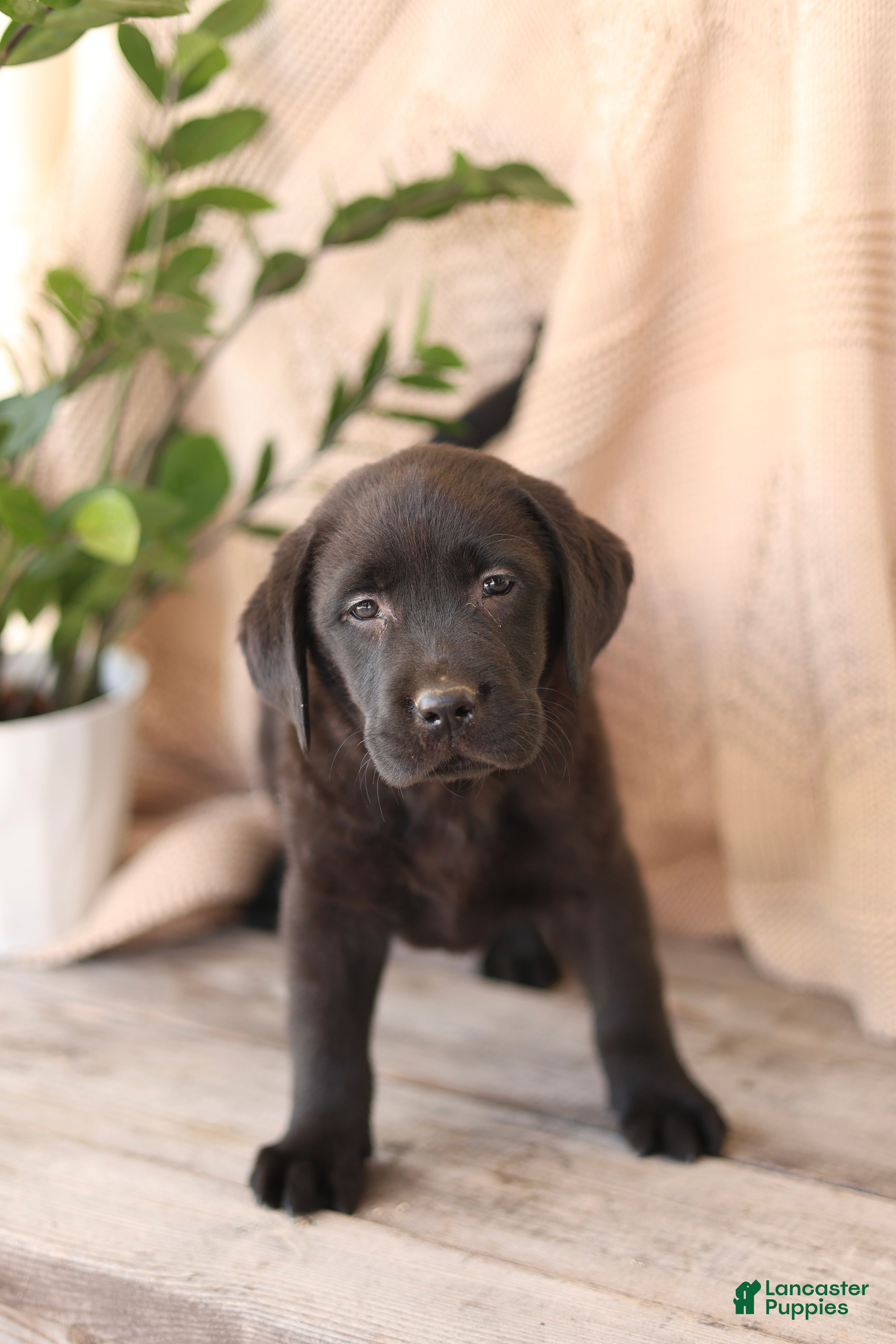 Labrador Retriever dogs Fritz - Ad 1