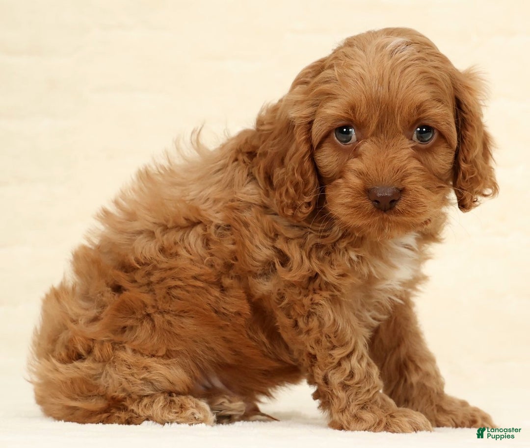 Cockapoo dogs for sale: Bubbles - Ad 6