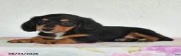 Miniature Dachshund dogs for sale: Lily - Ad 3