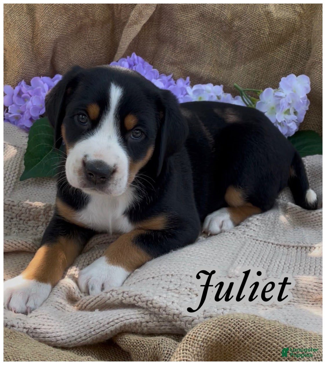 Greater Swiss Mountain Dog dogs for sale: AKC JULIET - Ad 3