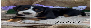 AKC JULIET