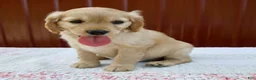 Miniature Golden Retriever dogs for sale: Greta - Ad 3
