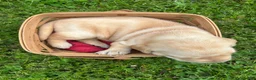 Labrador Retriever dogs for sale: Betsy Ross - Pink - Ad 2