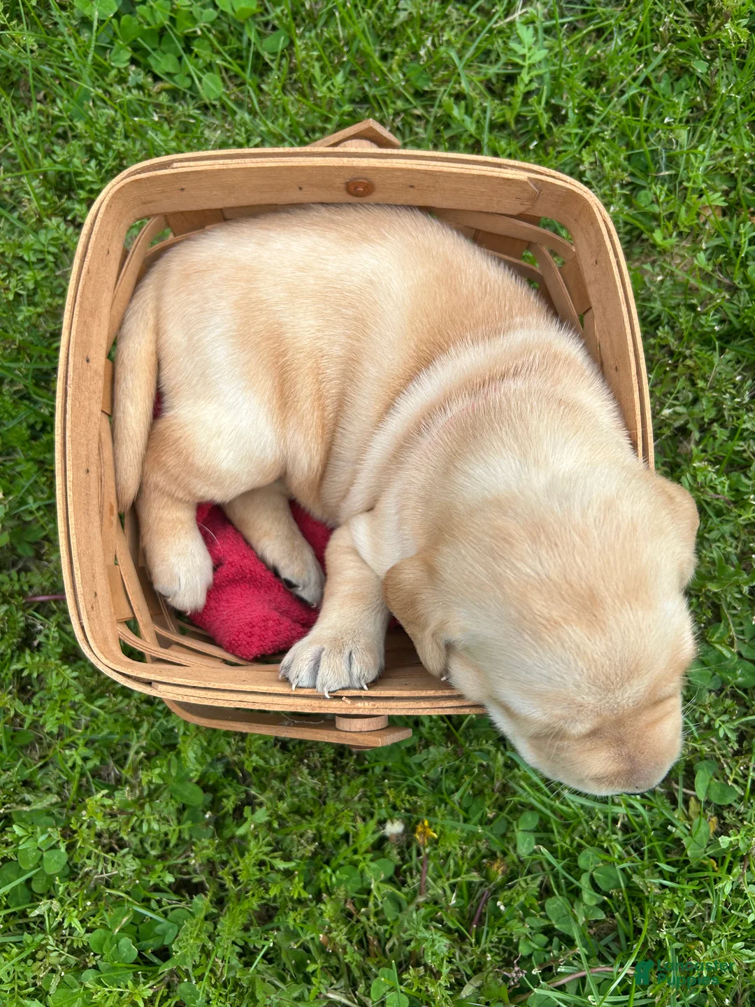 Labrador Retriever dogs for sale: Betsy Ross - Pink - Ad 2