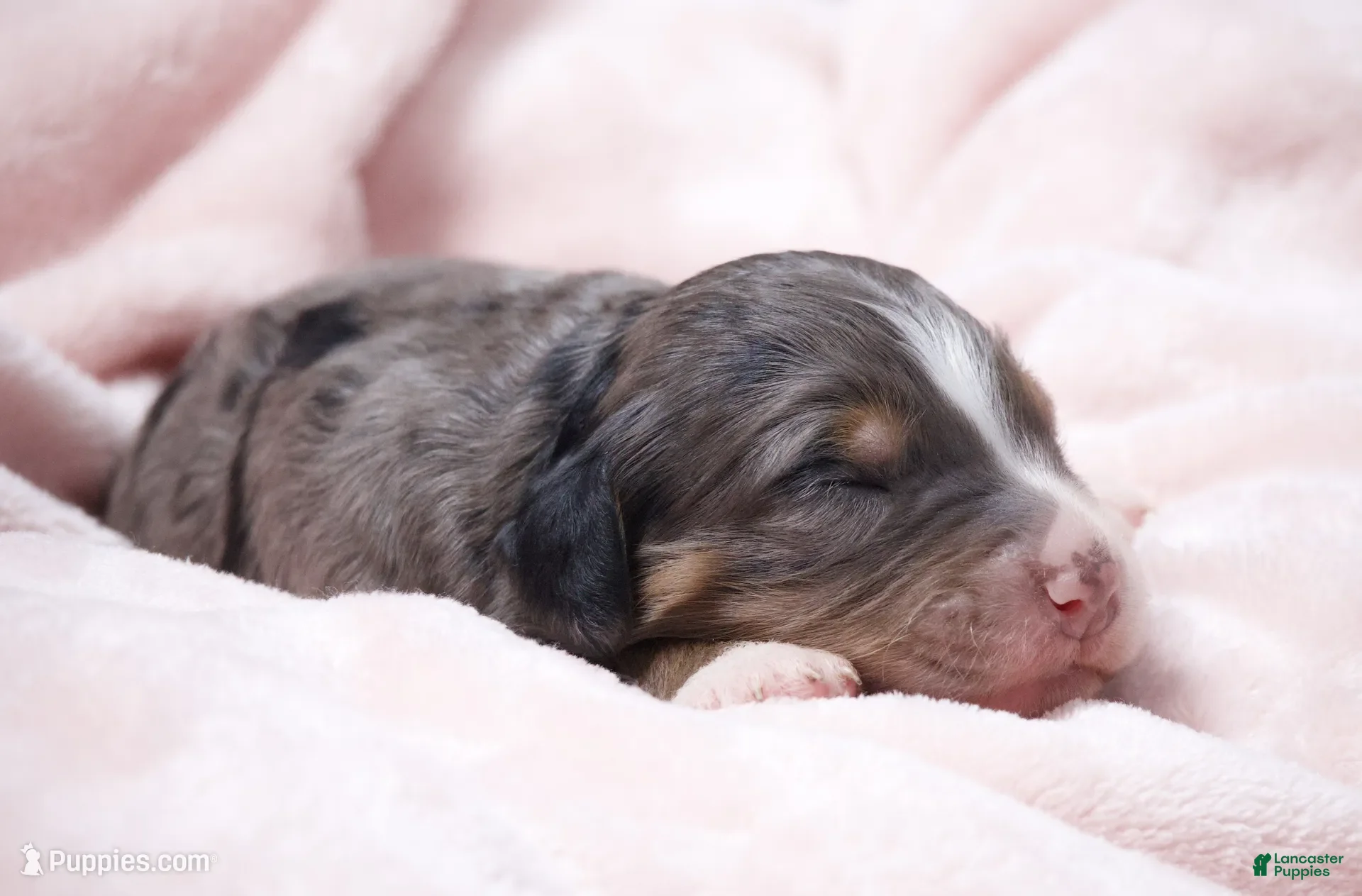 Mini Bernedoodle dogs for sale: Jody  - Ad 2