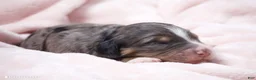 Mini Bernedoodle dogs for sale: Jody  - Ad 2