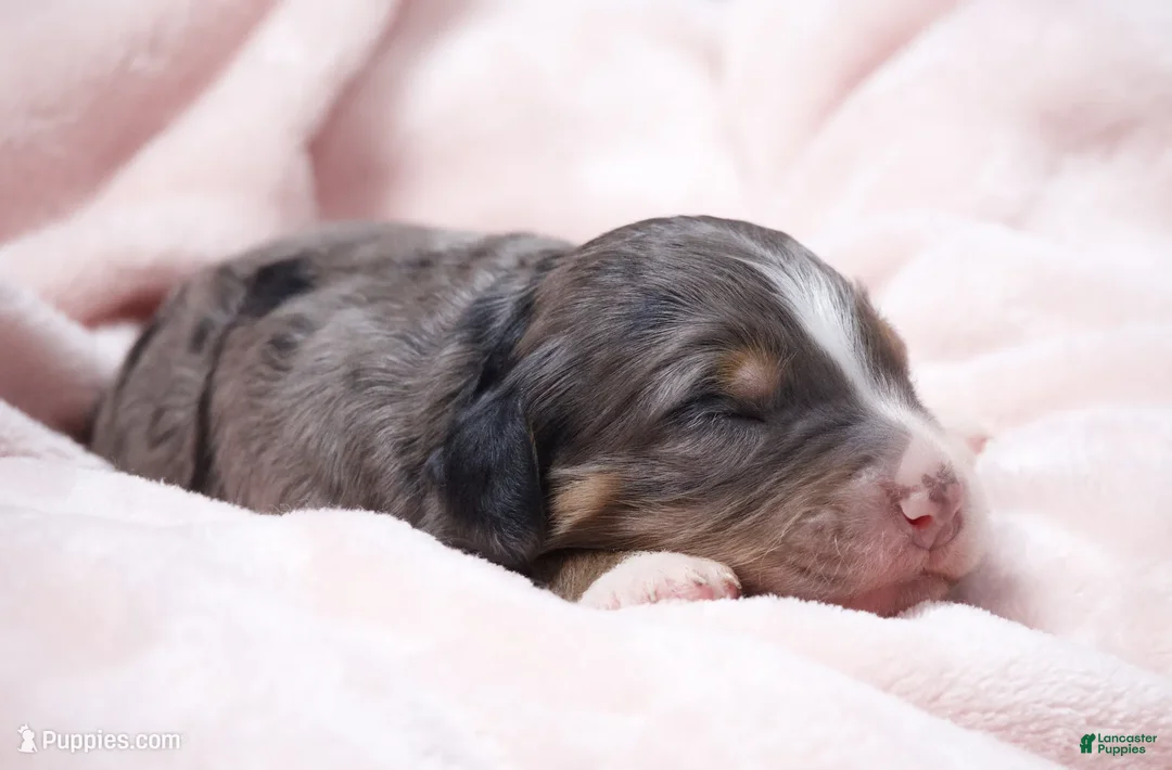 Mini Bernedoodle dogs for sale: Jody  - Ad 2