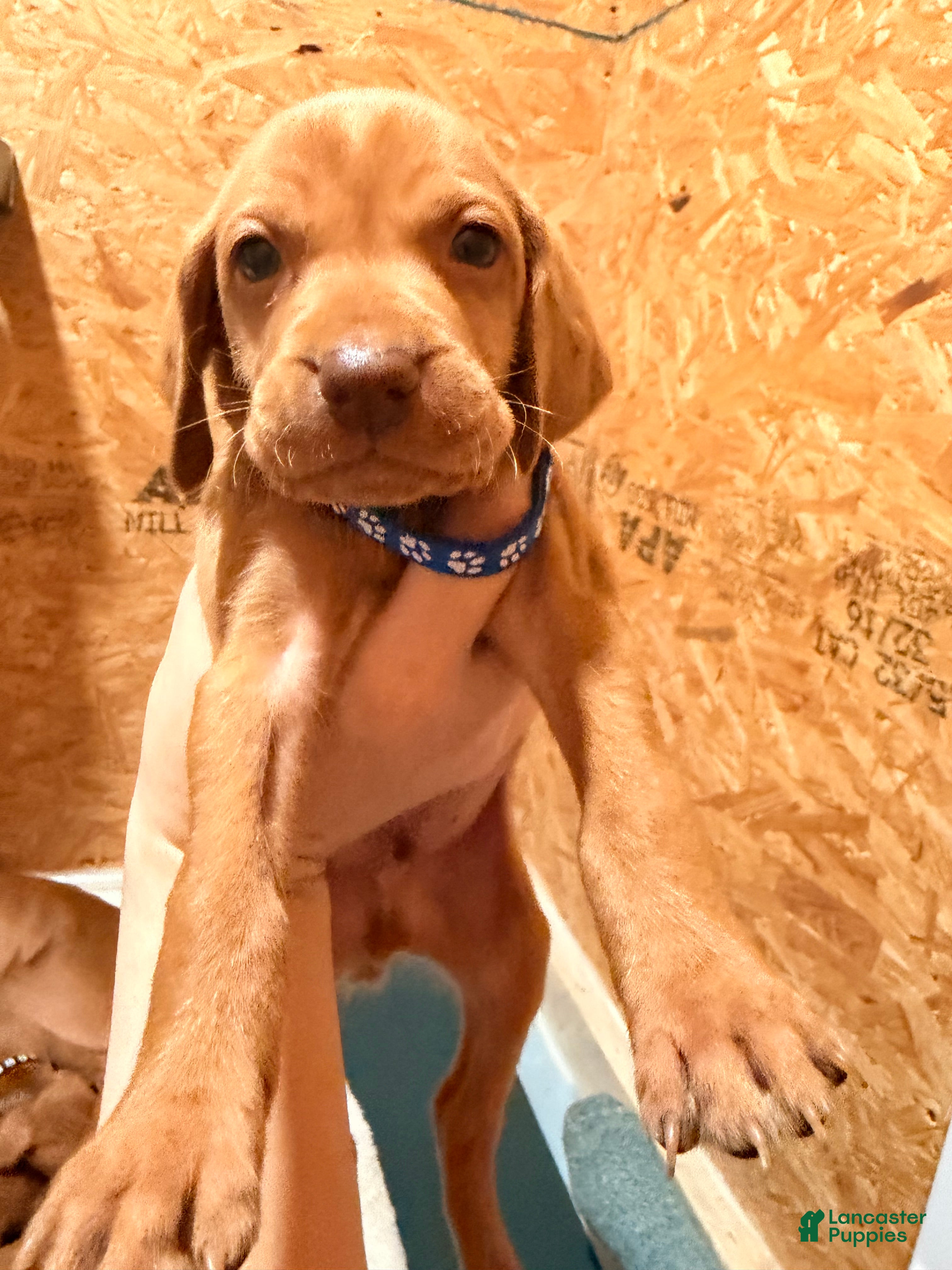 Vizsla dogs Blue Male - Ad 2