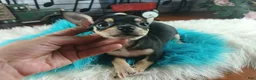 Chihuahua dogs for sale: Tiny blk tan boy Hand Delivery  - Ad 4