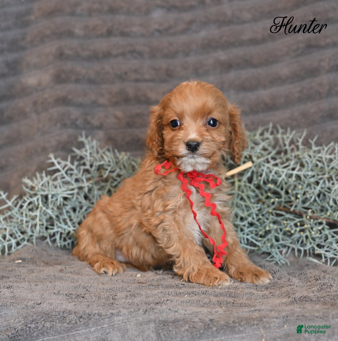 Cockapoo dogs for sale: Hunter - Ad 1