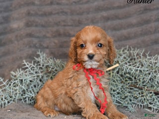 Cockapoo dogs Hunter - Ad 26