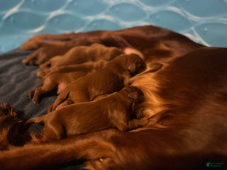 Irish Setter dogs Irish Setter Puppy 2 - Ad 22