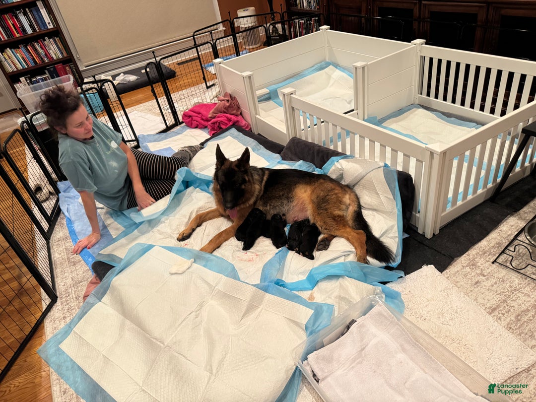 German Shepherd dogs for sale: German Shepherd Puppy 3 - Ad 4