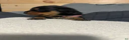 Rottweiler dogs for sale: Samaya - Ad 5