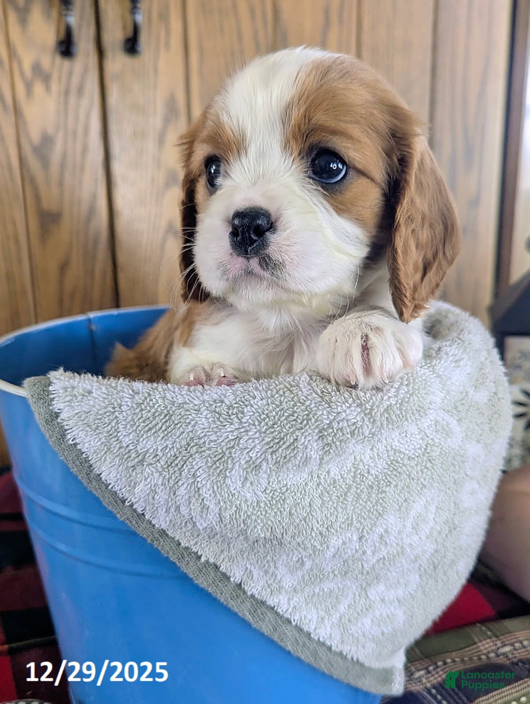 Cavalier King Charles Spaniel dogs for sale: Jay - Ad 5