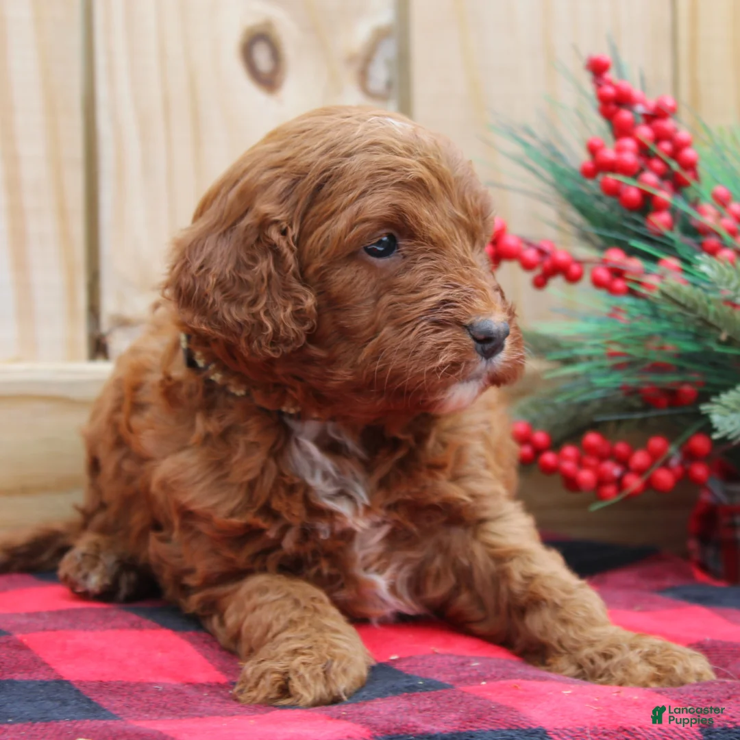 Irish Doodle dogs for sale: Tucker - Mini - Ad 5