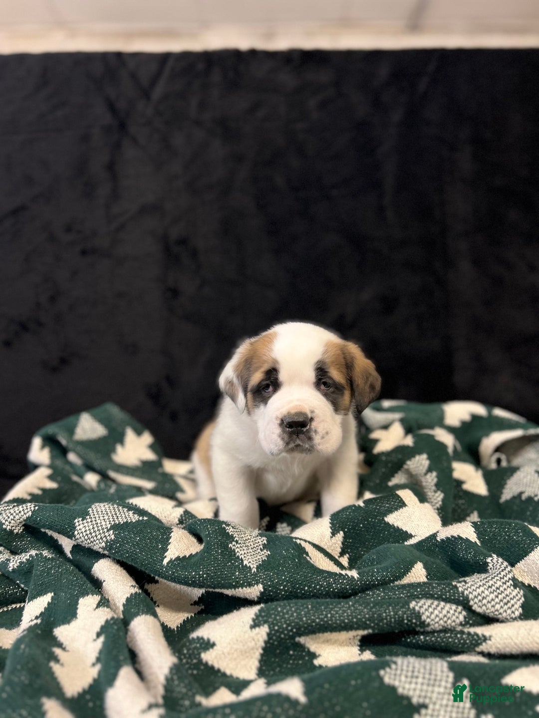 Saint Bernard dogs for sale: Hunter - Ad 4