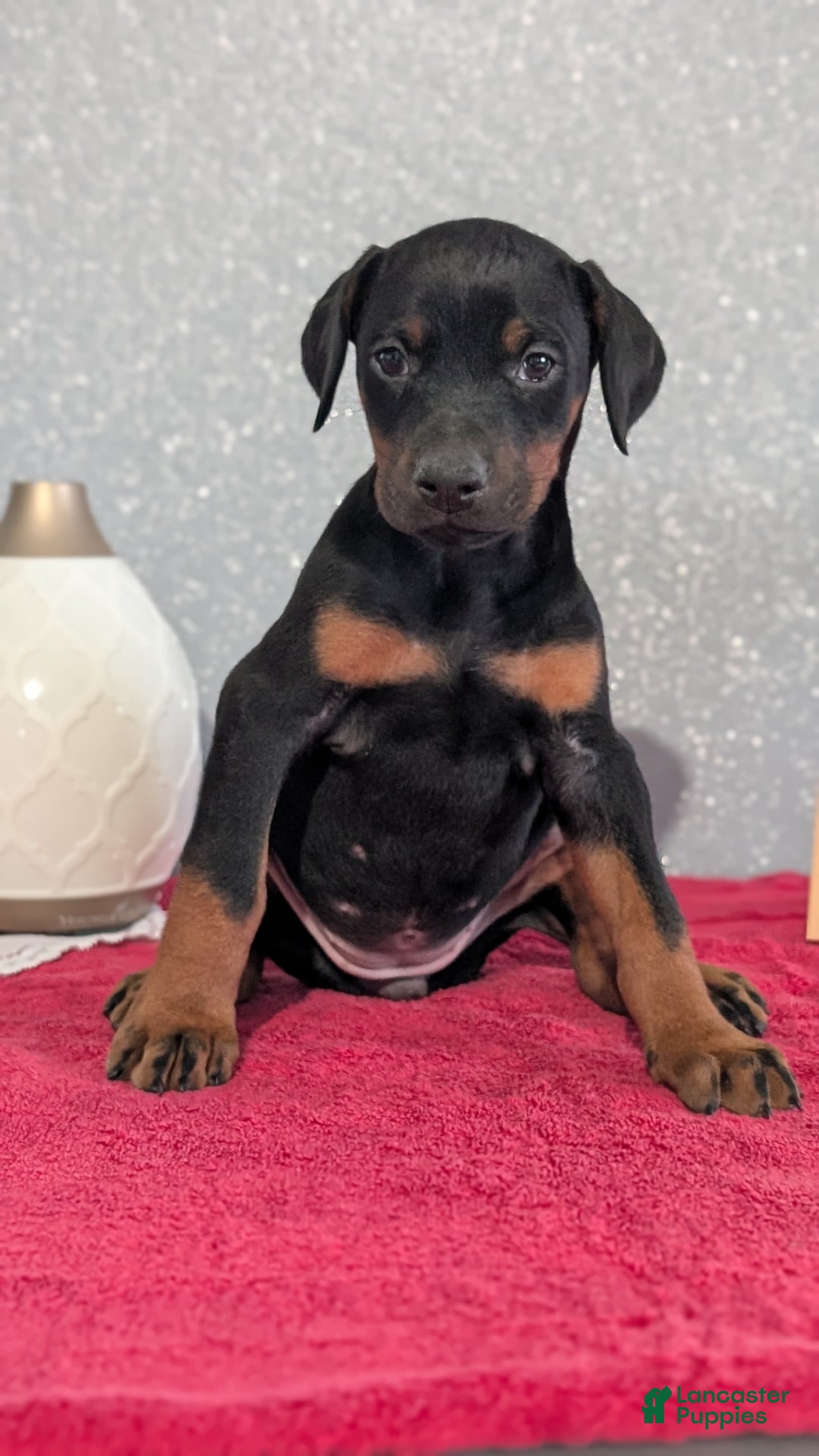 Doberman Pinscher dogs for sale: Lily - Ad 10