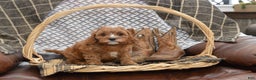 Cavapoo dogs for sale: Jalise - Ad 7