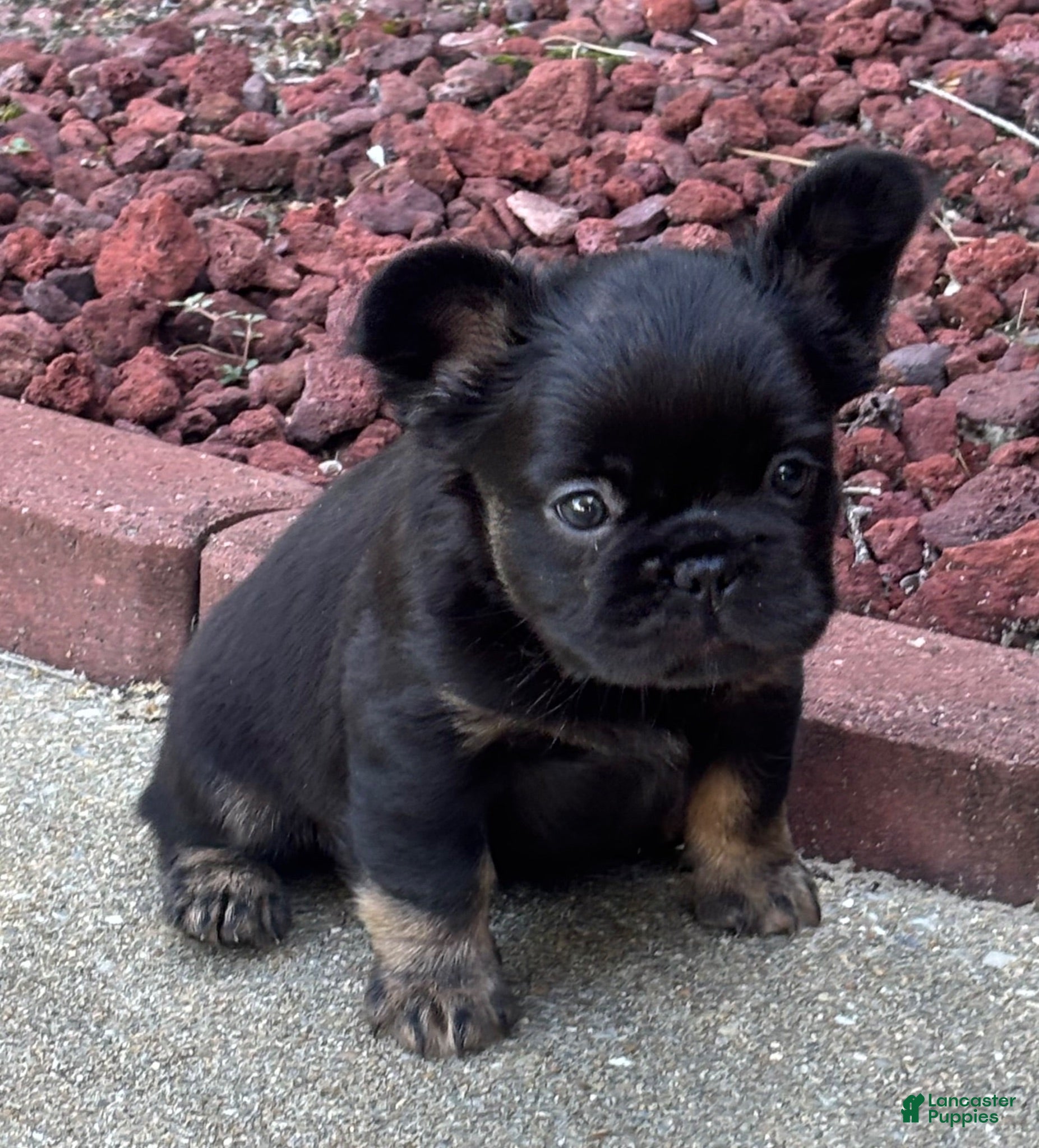 French Bulldog dogs Gracie  - Ad 25