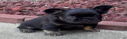 French Bulldog dogs for sale: Gracie  - Ad 1
