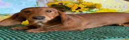 Dachshund dogs for sale: Nate - Ad 2