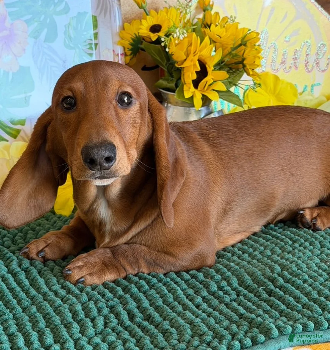 Dachshund dogs for sale: Nate - Ad 2