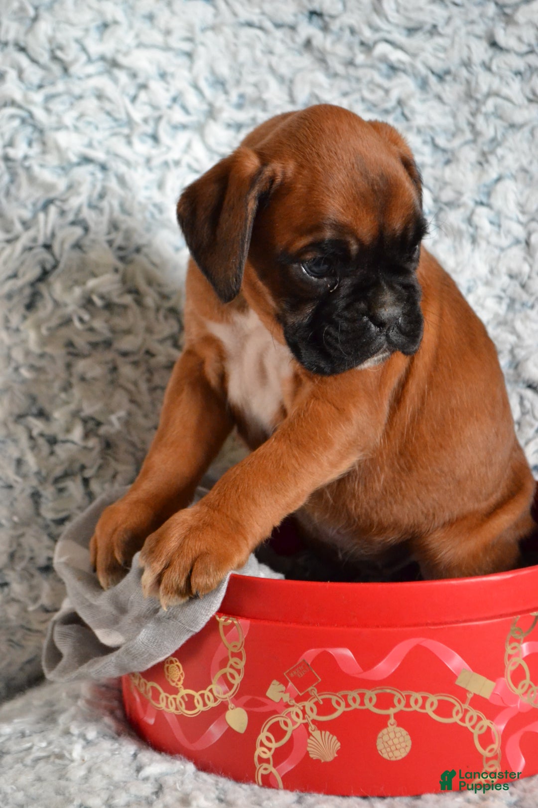 Boxer dogs for sale: Riley - Ad 3