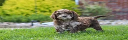 Newfypoo dogs for sale: Trixie - Ad 5