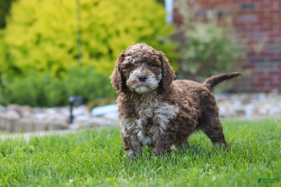 Newfypoo dogs for sale: Trixie - Ad 5