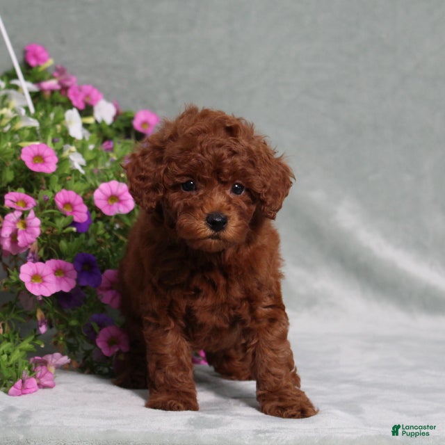 Miniature Poodle dogs Dustin - Ad 2