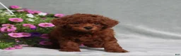 Miniature Poodle dogs for sale: Dustin - Ad 2