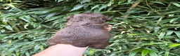 Cocker Spaniel dogs for sale: Cocker Spaniel 5 - Ad 2