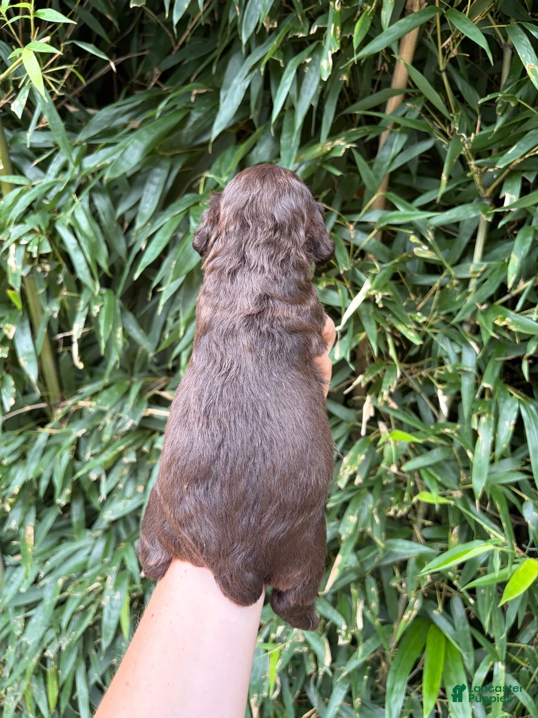 Cocker Spaniel dogs for sale: Cocker Spaniel 5 - Ad 2
