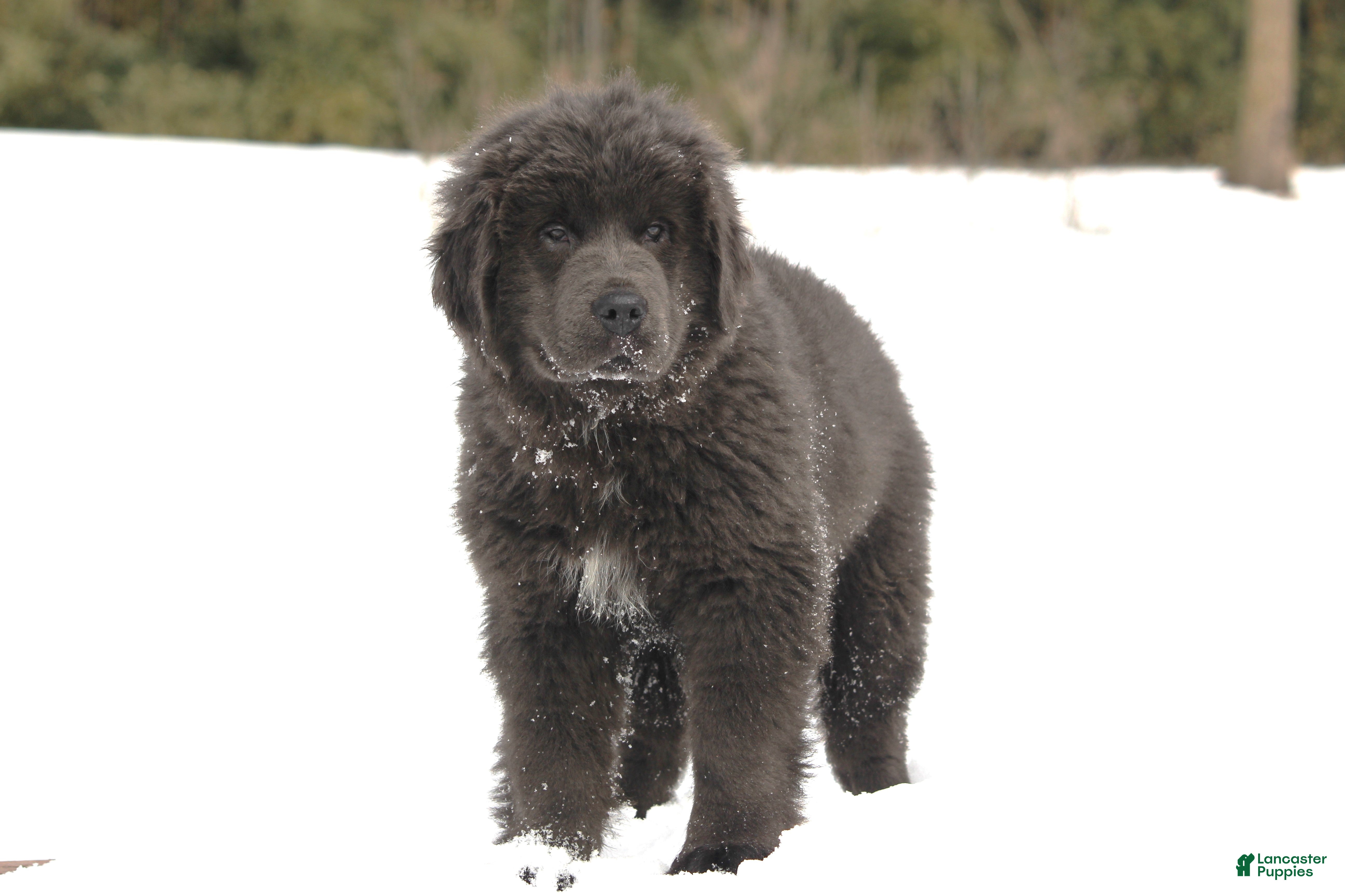 Newfoundland dogs Tess - Ad 2