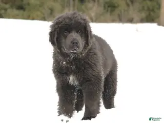 Newfoundland dogs Tess - Ad 2