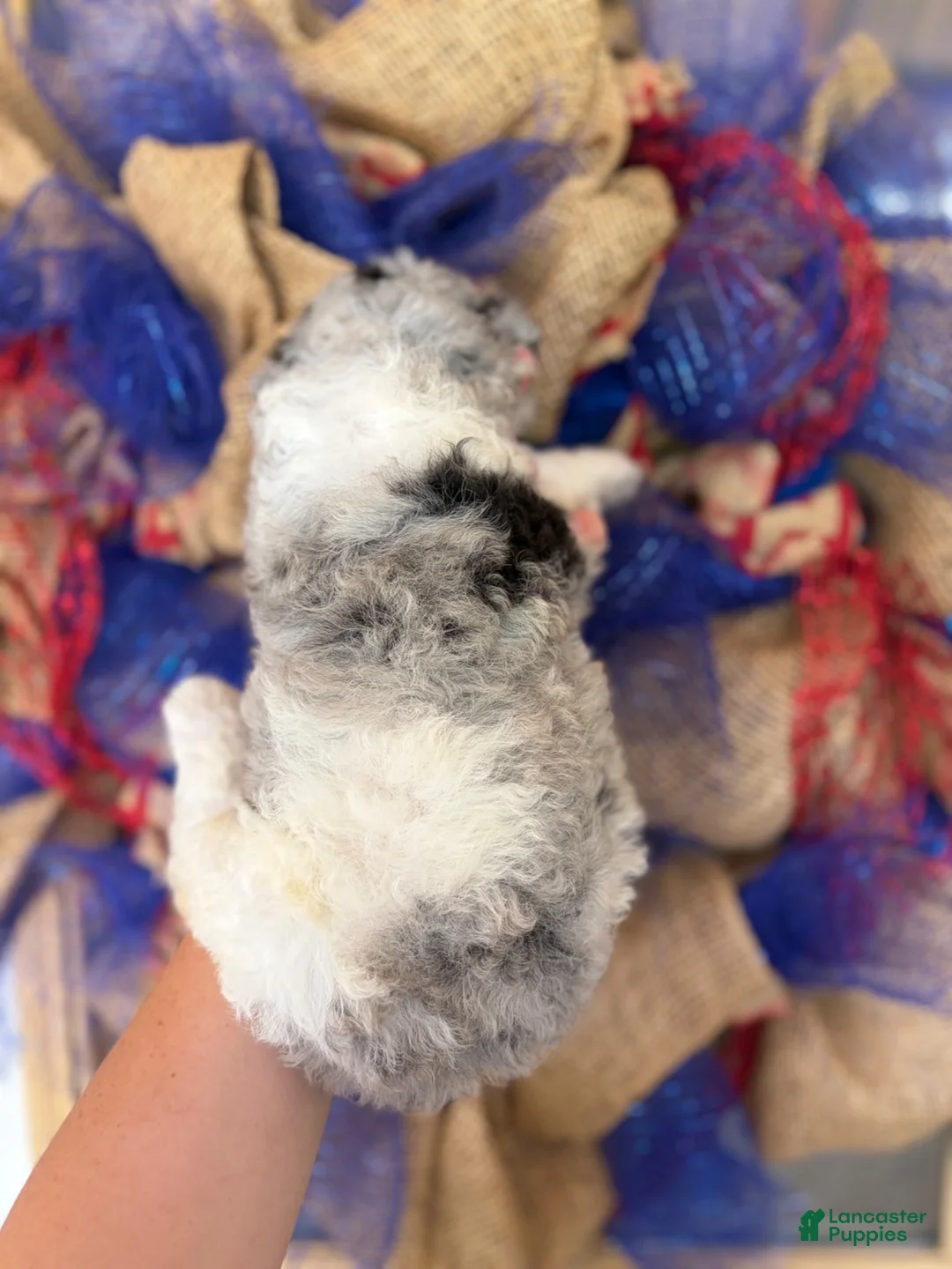 Aussiedoodle dogs for sale: Aussiedoodle 4 - Ad 2