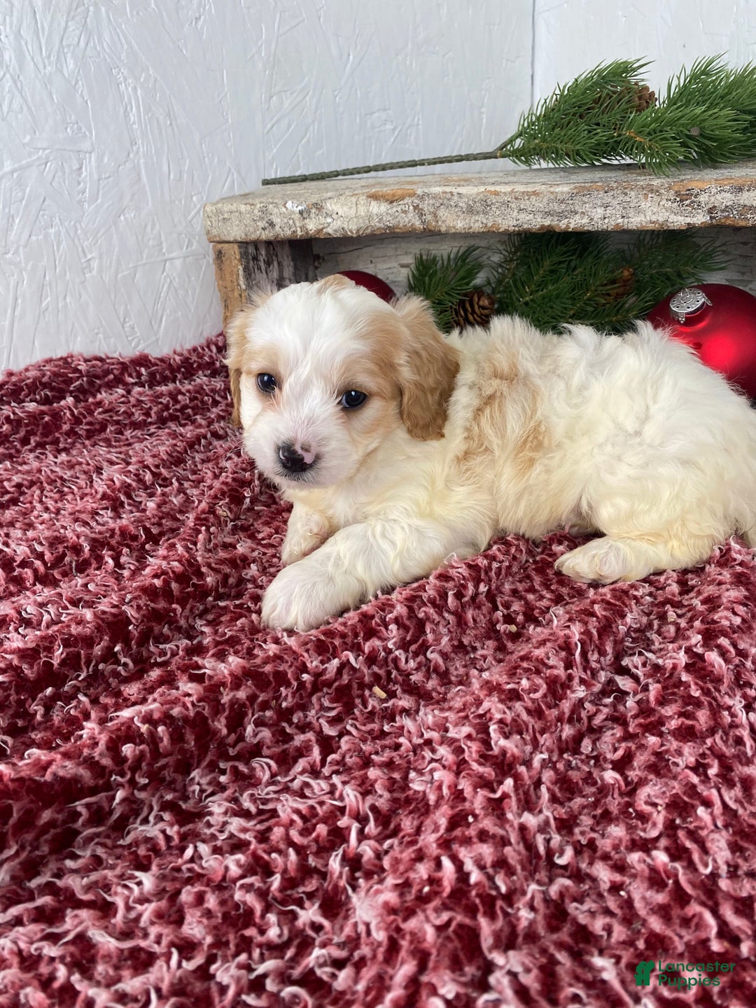 Cockapoo dogs for sale: Ace - Ad 3