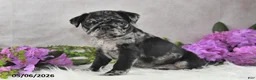 Pug dogs for sale: Gwen - Ad 4