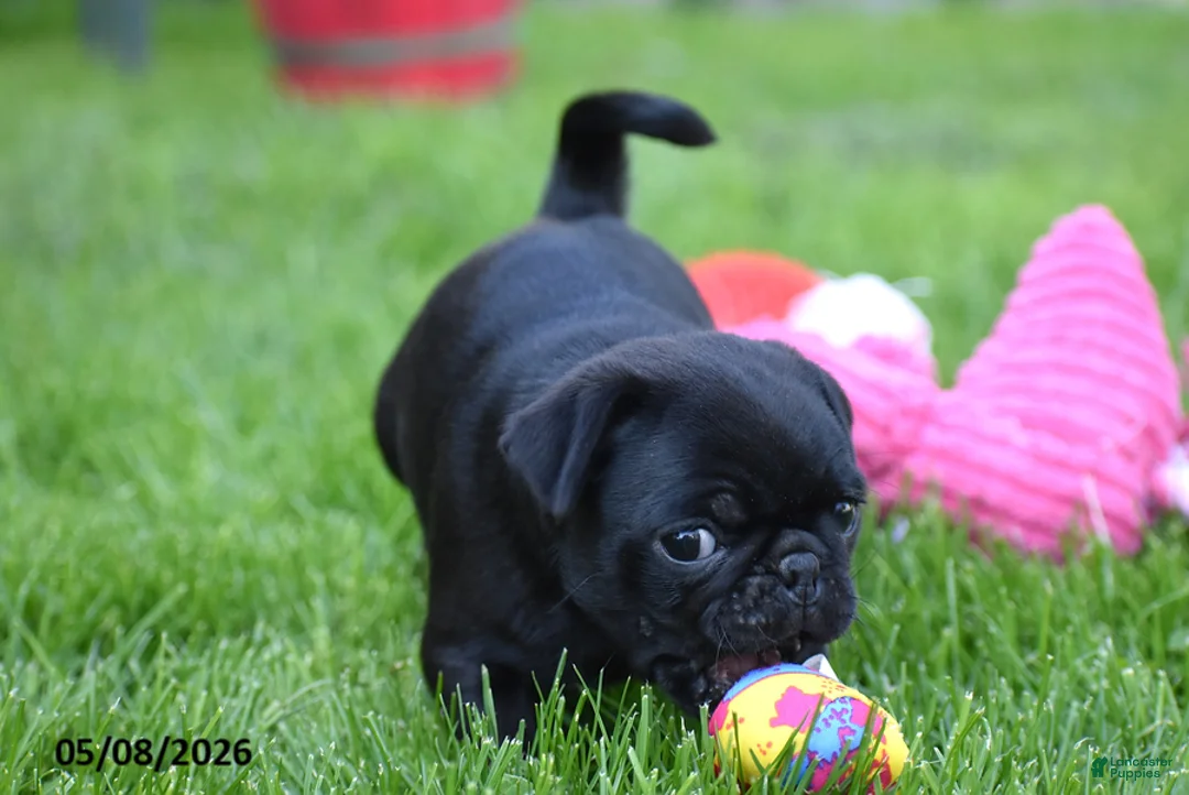 Pug dogs for sale: Trooper - Ad 2
