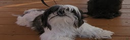 Shih Tzu dogs for sale: CHARLIE, Shih Tzu, Male, 10 weeks, AKC Champion Blood Line - Ad 21