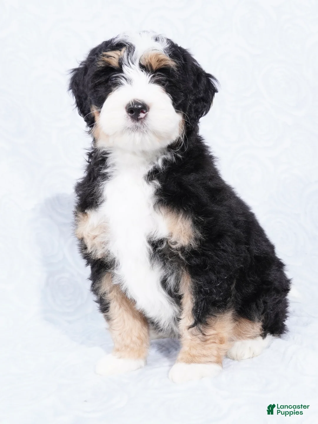 Mini Bernedoodle dogs for sale: Nora  - Ad 5